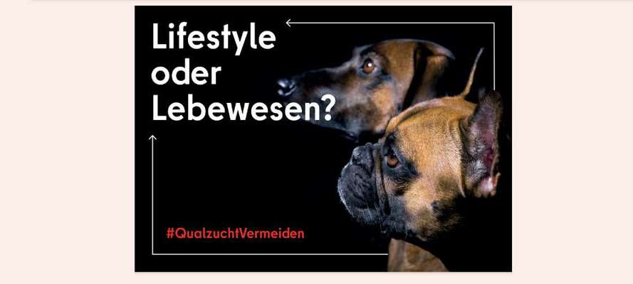 Brachycephale Hunderassen-Beitrag-Bild