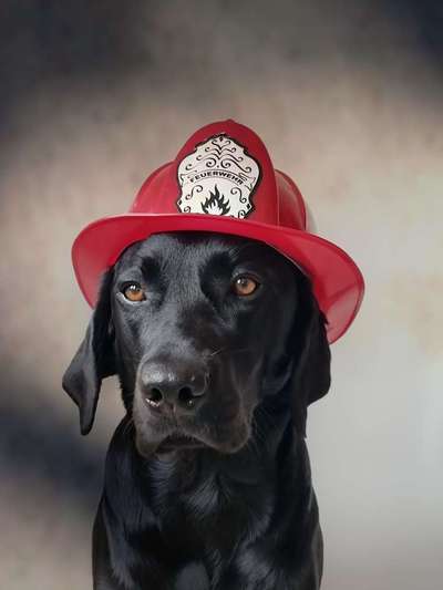 Fotochallange nr. 106
Der geschmückte Hund.-Beitrag-Bild