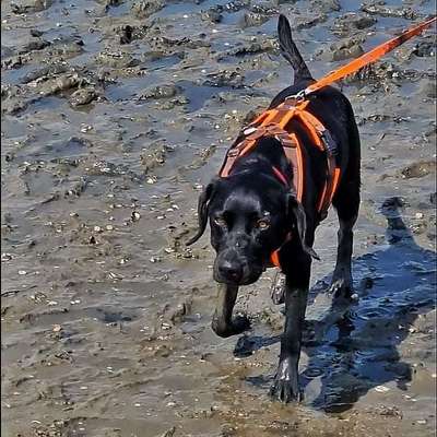 Dogorama Photo Challenge - Tierischer Urlaub-Beitrag-Bild