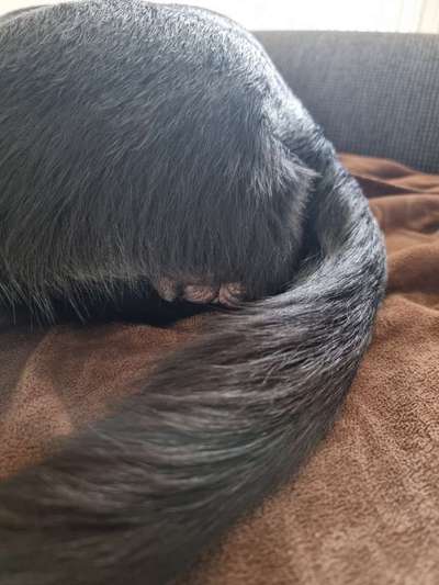 Erstesmal läufig Erfahrungen-Beitrag-Bild