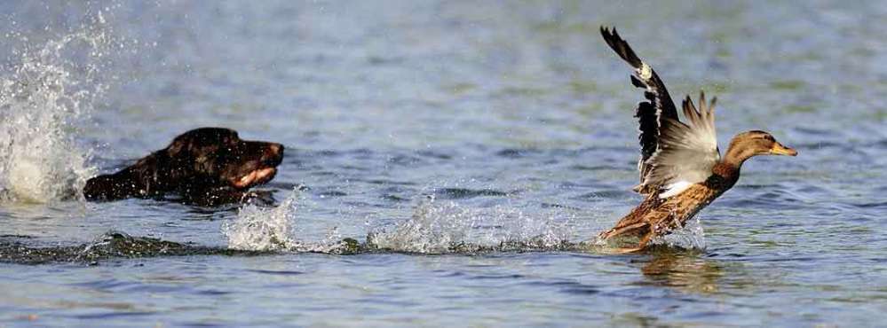 Jagdhundeausbildung an lebenden Enten – notwendig oder unethisch? 🐾-Beitrag-Bild