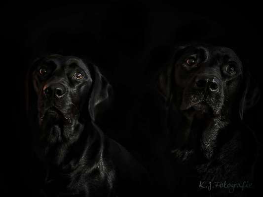 Black dogs are beautiful-Beitrag-Bild