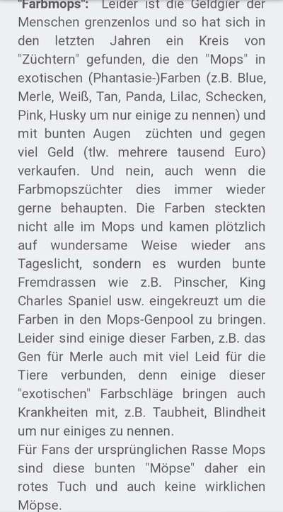 Brachycephale Hunderassen-Beitrag-Bild