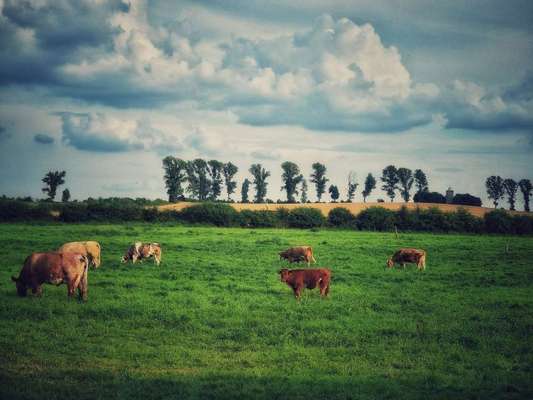 Die wunderschöne Welt mit Hund.-Beitrag-Bild