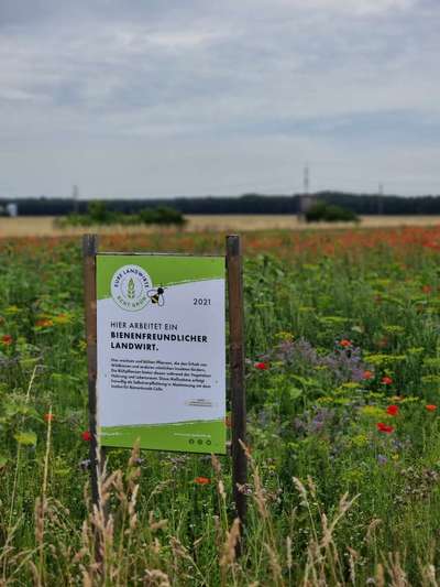 Die wunderschöne Welt mit Hund.-Beitrag-Bild
