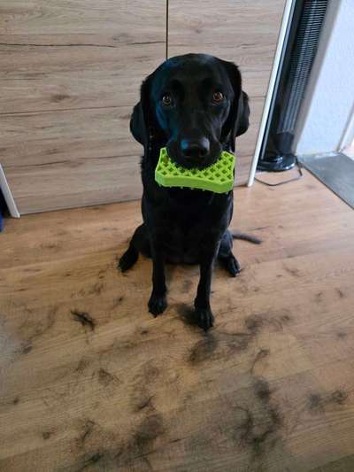 Tipps, Tricks, Klatsch und Tratsch über den Labrador-Beitrag-Bild