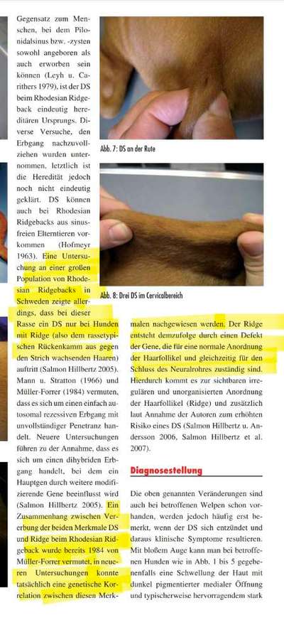 Qualzucht - Warum Aufklärung alleine nicht reicht-Beitrag-Bild