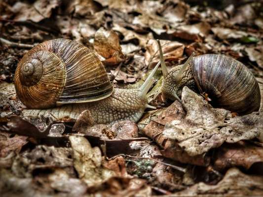 Die wunderschöne Welt mit Hund.-Beitrag-Bild