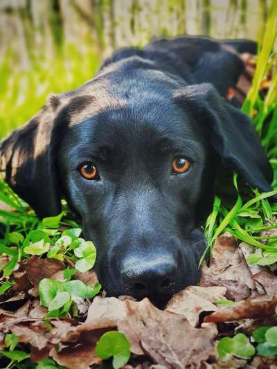 Lieblingsbild von euren Hunden?-Beitrag-Bild