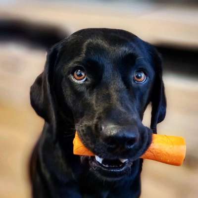 Hundefutter Mythen-Beitrag-Bild