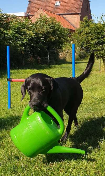 Hund hilft gerne im Haushalt...lustiges Ergebnis...-Beitrag-Bild