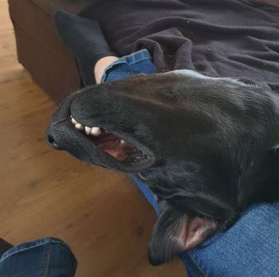 Foto-Challange: Schmuse-/Kuschel-/Ruhemodus-Beitrag-Bild