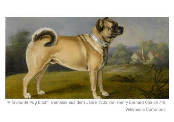 Brachycephale Hunderassen-Beitrag-Bild