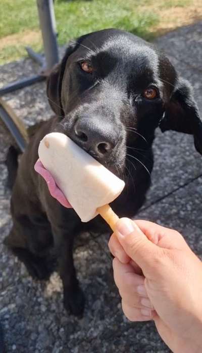 Hundeeis selber machen. Tipps?-Beitrag-Bild