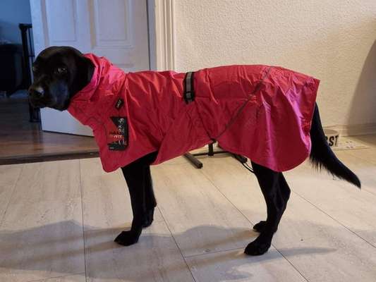 Regenmantel für den Hund (nötig?/Empfehlungen)-Beitrag-Bild
