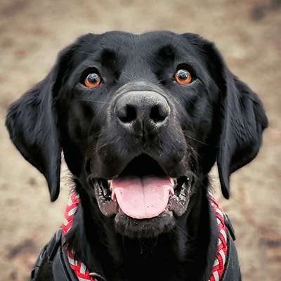 Dogorama Photo Challenge - Einmal lächeln bitte-Beitrag-Bild