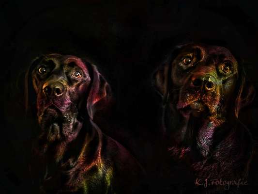 Foto's und Hundemodels-Beitrag-Bild