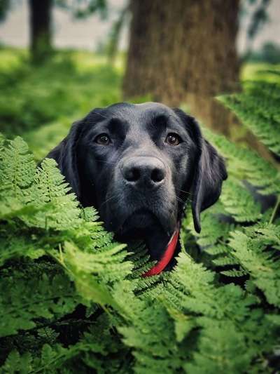 Die wunderschöne Welt mit Hund.-Beitrag-Bild