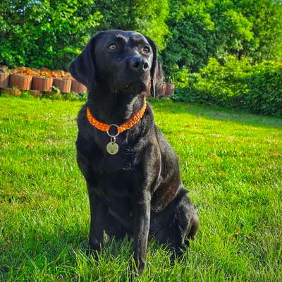 Halsband Zuhause tragen?-Beitrag-Bild