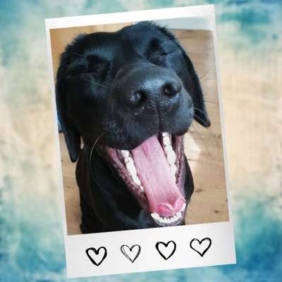 Dogorama Photo Challenge - Dein Hund beim Gähnen-Beitrag-Bild