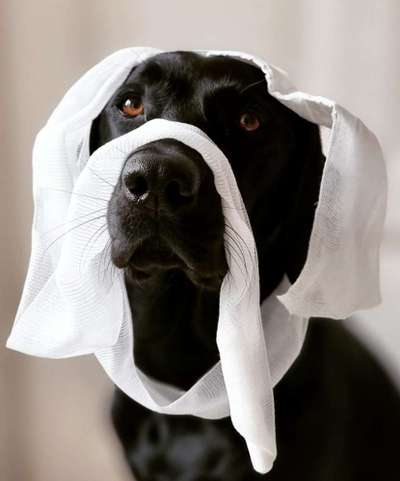 (Alb-)Traumberuf Tierarzt-Beitrag-Bild