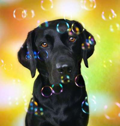 Photoshop und Co.-Beitrag-Bild