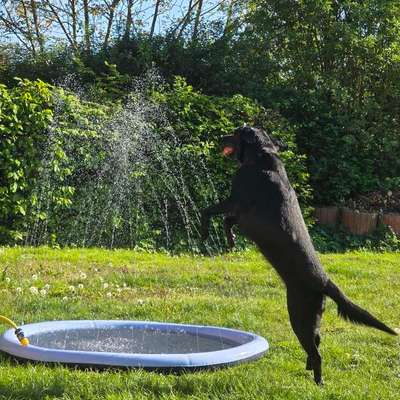 Was hat euch heute mit eurem Hund gefreut?-Beitrag-Bild