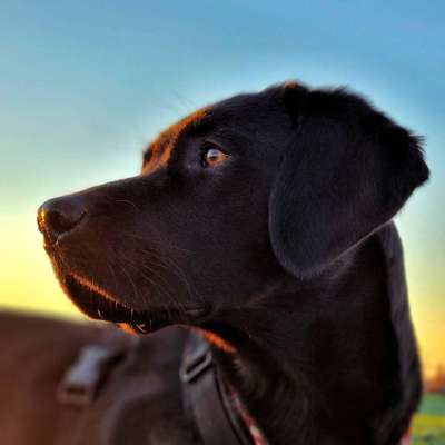 Handy Fotochallenge Nr. 52: Dein Hund mit blauem Himmel-Beitrag-Bild