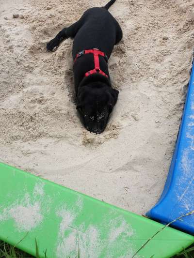 Sandkasten für den Hund-Beitrag-Bild