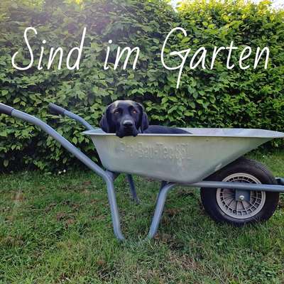 Der perfekte Hundegarten-Beitrag-Bild