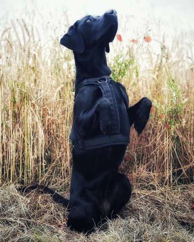 Dogorama Blog Challenge: Hundetricks-Beitrag-Bild