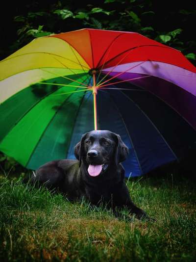 Foto's und Hundemodels-Beitrag-Bild