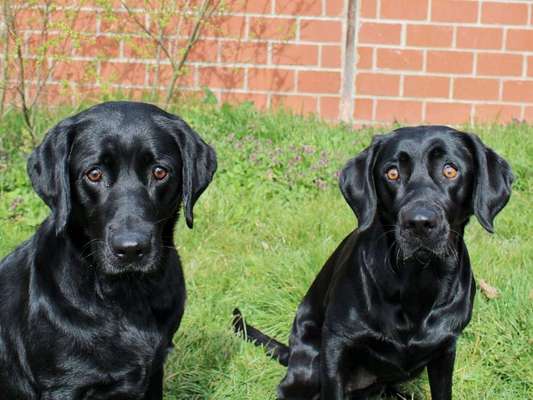 Dogorama Photo Challenge - Fail/Outtakes-Beitrag-Bild