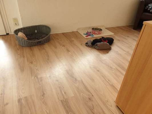 Überdrehter Junghund-Beitrag-Bild