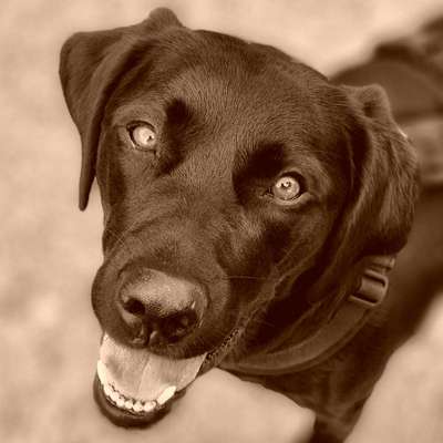 FarbenFoto - Challenge: Sepia-Beitrag-Bild