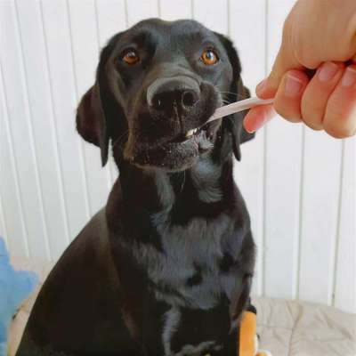 Jetzt mal Butter bei die Fische! Wer putzt seinem Hund die Zähne?-Beitrag-Bild