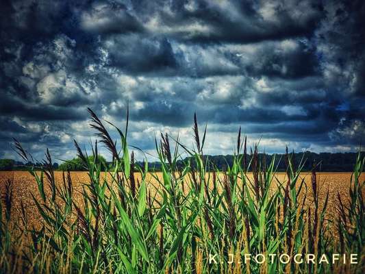 Die wunderschöne Welt mit Hund.-Beitrag-Bild
