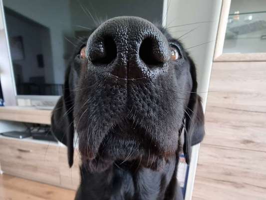 42. Handy Fotochallenge - Den richtigen Riecher haben-Beitrag-Bild