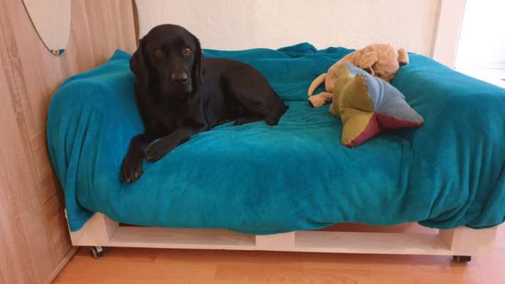 Bastelstunde für den Vierbeiner-Beitrag-Bild