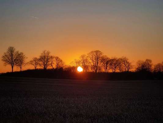 Die wunderschöne Welt mit Hund.-Beitrag-Bild