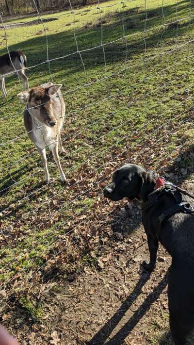 Intrinsische Motivation - Leinenführigkeit?-Beitrag-Bild