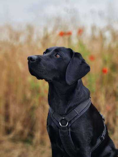 Die Lieblingsrunde eures Vierbeiners-Beitrag-Bild