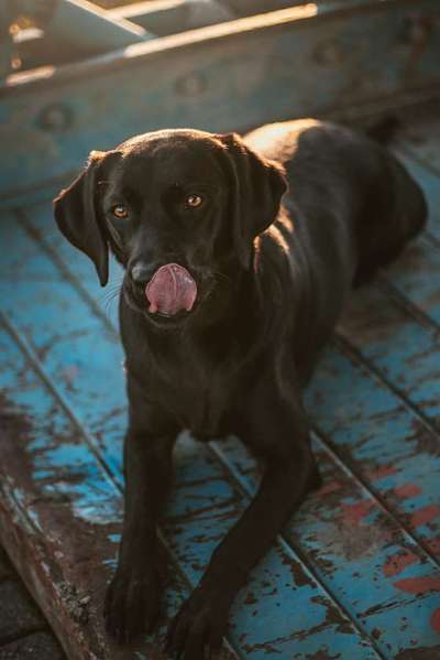 Wo sind meine Labrador Freunde-Beitrag-Bild