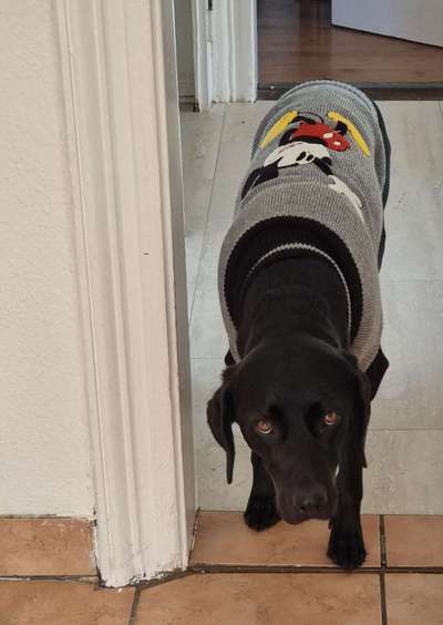 Hundekleidung - Top oder Flop-Beitrag-Bild