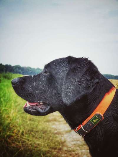 Labbi-festes Halsband-Beitrag-Bild