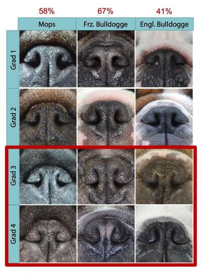 Brachycephale Hunderassen-Beitrag-Bild