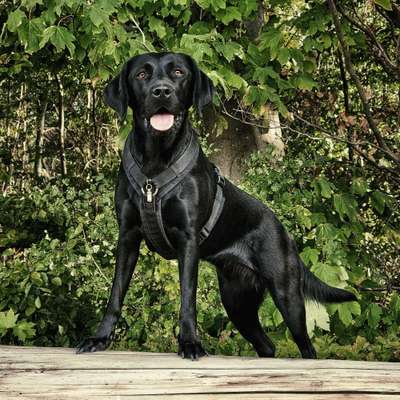 Tipps, Tricks, Klatsch und Tratsch über den Labrador-Beitrag-Bild