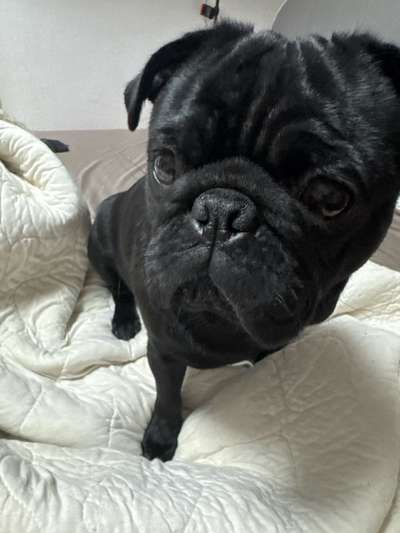 Hundetreffen-Spielpartner für Lucky-Bild