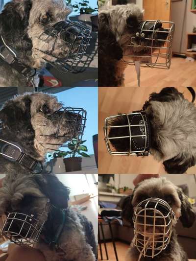 Wie sitzt mein Maulkorb / Maulkorb-Beratung-Beitrag-Bild