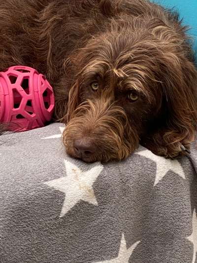 Labradoodle gesucht-Beitrag-Bild